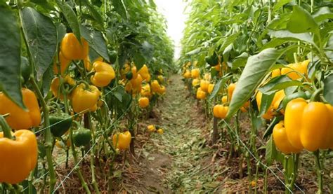 Color Capsicum Farming, Bell Pepper Cultivation Complete Guide