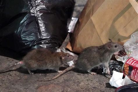 New York wages war on rats with new law aimed at keeping them from trash