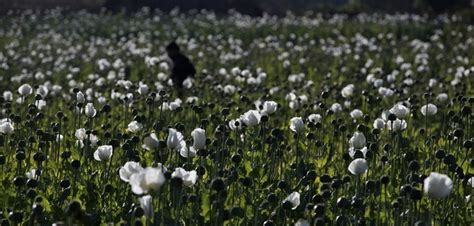 Myanmar's Opium Production - BORGEN