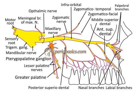 Maxillary Nerve