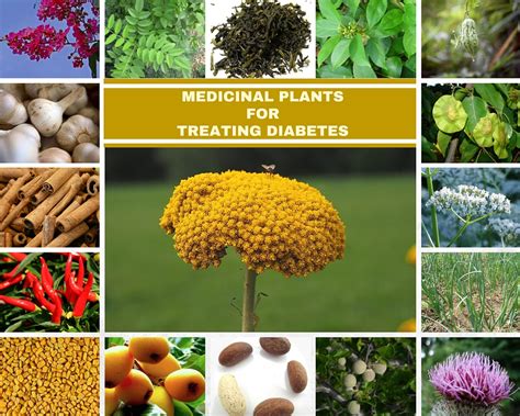 18 MEDICINAL PLANTS FOR TREATING DIABETES