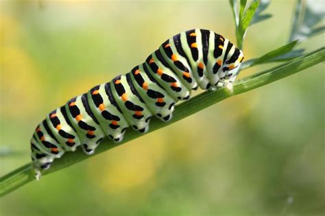 Schmetterlinge – farbenfrohe Falter | Schmetterling, Falter, Insekten