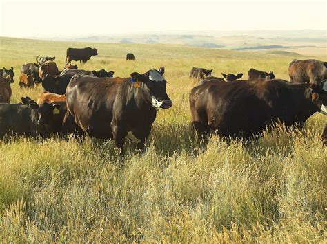 Grazing Management | NDSU Agriculture and Extension