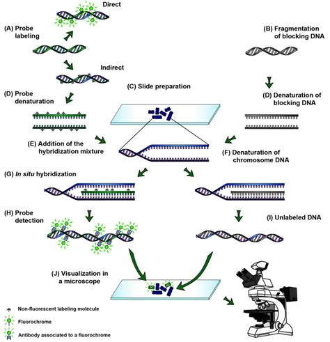 In Situ Hybridization - 인코덤, 생물정보 전문위키