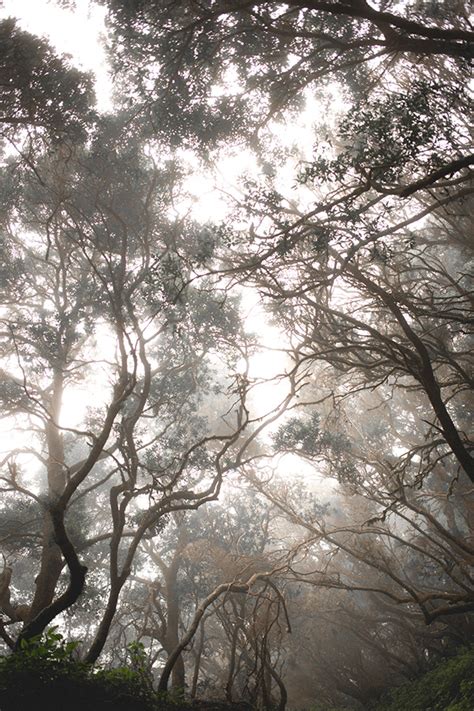 Foggy forest, trees and animals on Behance