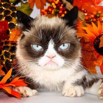 Grumpy Cat - Bio, Career, Age, Net Worth, Height, Facts