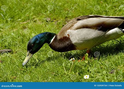 Male mallard duck feeding stock photo. Image of nature - 132939734