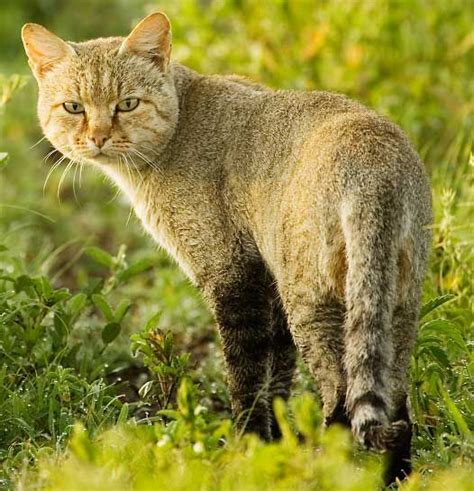 Wild Cat ; Wild Cats can be found in a variety of habitats including the woodlands, forests ...