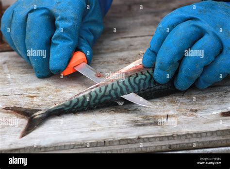 Atlantic Mackerel fish Stock Photo - Alamy