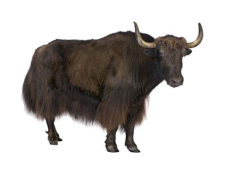 Yak Pictures - AZ Animals