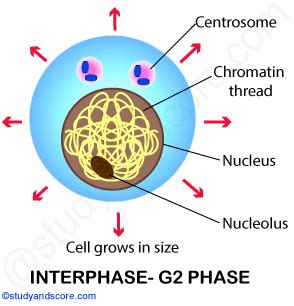 Interphase Cell Picture : Cell Cycle Biology : Cell growth occurs nuclear division occurs ...