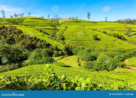 Nuwara Eliya Tea Plantation Stock Image - Image of country, hill: 101376287