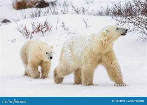 Polar Bear with a Cubs in the Tundra. Canada Stock Photo - Image of ...