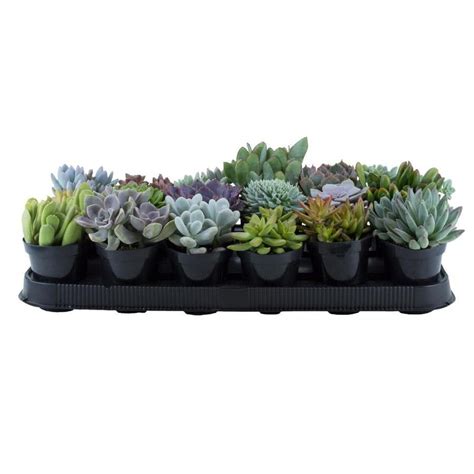 11-oz 18-Pack Succulents in Pot (10) Lowes.com | Succulents, Container gardening, Succulent ...