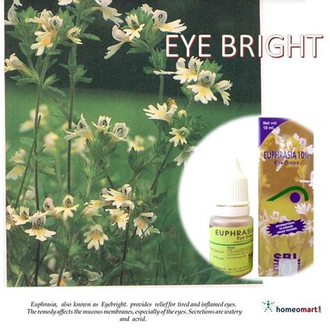 Euphrasia Officinalis (Eye Bright) Homeopathy Medicine Benefits, Indication | Homeopathy ...