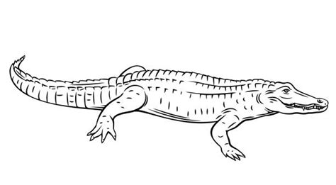 Alligator Outline Illustrations, Royalty-Free Vector Graphics & Clip Art - iStock