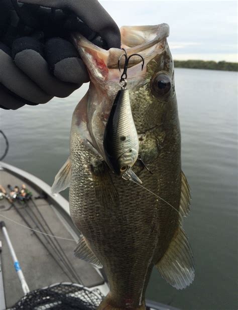 Squaw Creek Reservoir Fishing Report | RB Bass Fishing