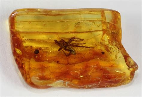 Fossil Spider (Aranea) In Baltic Amber For Sale (#38890) - FossilEra.com