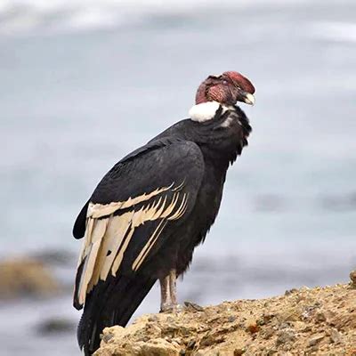 All About the Andean Condor Range and Habitat and Range - Avian Report