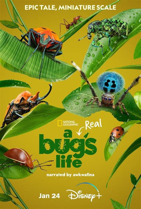 A Real Bug's Life TV Poster (#1 of 7) - IMP Awards