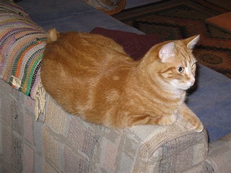 Orange Manx Cat With Tail