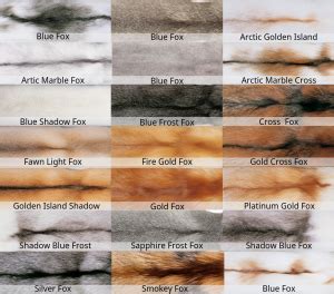 How To Identify What Kind Of Fur Coat - Tradingbasis