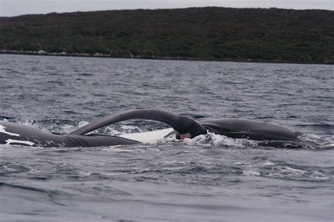 whales mating | Flickr - Photo Sharing!