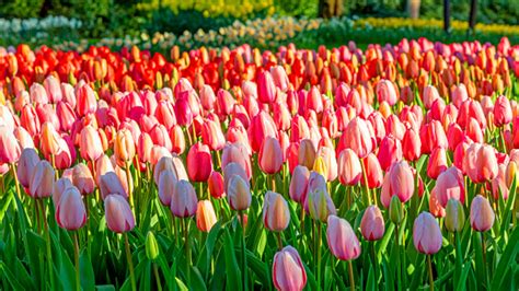 Keukenhof Tulip Gardens Photos | Fasci Garden