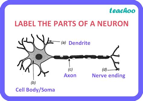 [Control & Coordination] Label the parts of a neuron in the figure.