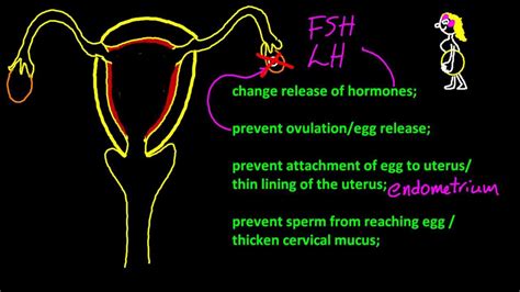 B.6.3 Describe the mode of action of oral contraceptives IB Chemistry SL - YouTube