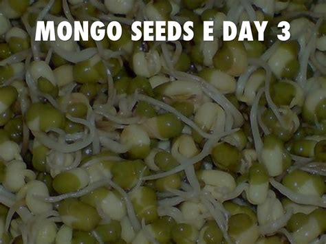 MONGO SEED Experiment by angodung enzo