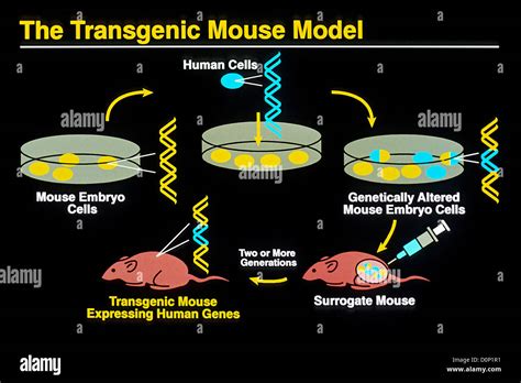 Using recombinant DNA technology transgenic mouse has been engineered Stock Photo: 52115477 - Alamy