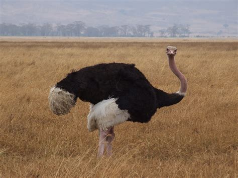 File:Ostrich Ngorongoro 05.jpg - Wikimedia Commons