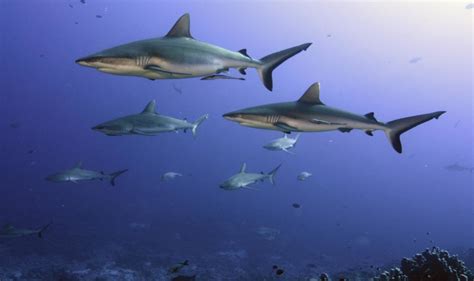 Shark Fins Need To Be Struck Off The Menu, Scientists Say - Asian ...