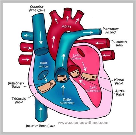 Heart Anatomy For Kids