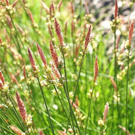 Carex pensylvanica - Pennsylvania Sedge or Oak Sedge - Sugar Creek Gardens