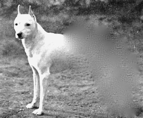 Legend of ghost dog explained | County Life | yourgv.com