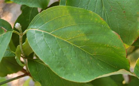 File:Flowering Dogwood Cornus florida 'Appalacian Spring' Leaf 2650px.JPG - Wikimedia Commons