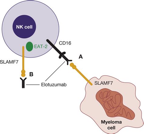 Mechanisms of Action and Clinical Development of Elotuzumab - Ritchie ...