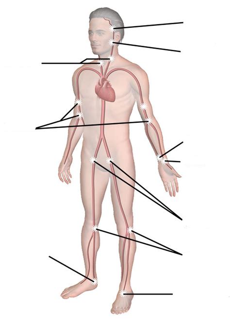 Pulse Points Diagram | Quizlet