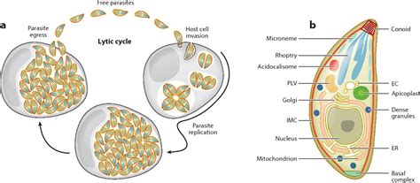 Lytic Cycle of Toxoplasma gondii: 15 Years Later. | Semantic Scholar