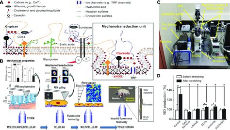 Mechanosensing and mechano-transduction in cells – Single-molecule ...