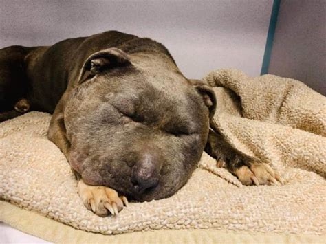 King James lived in agony in his owner's backyard for months - Pet Rescue Report