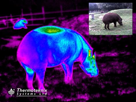 News - Thermoteknix | Tapir, Fish pet, Thermal imaging cameras