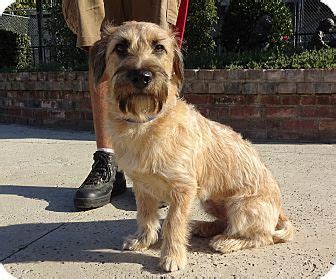 Lathrop, CA - Schnauzer (Miniature)/Basset Hound Mix. Meet Cooper, a ...