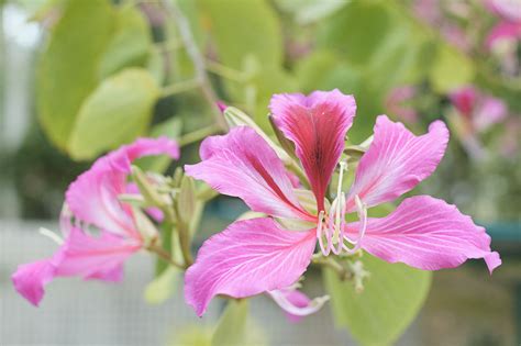 Bauhinia variegata (Orchid Tree)