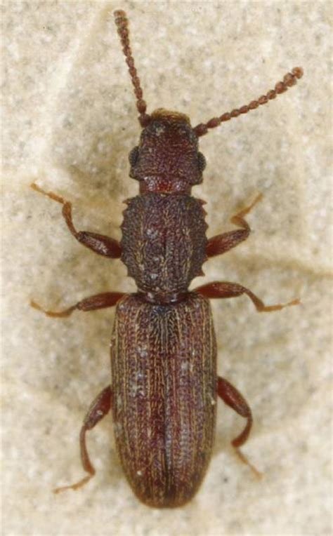 Factsheet - Oryzaephilus surinamensis (Linnaeus, 1758) - Saw-toothed ...