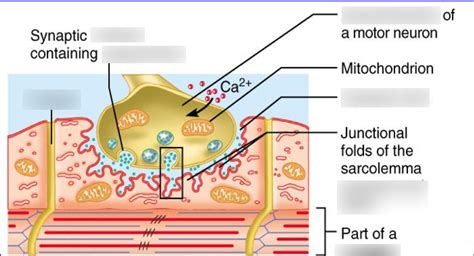 Muscle Tissue- Motor End Plate Diagram | Quizlet