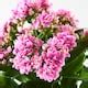 KALANCHOE potted plant, Flaming Katy/assorted colors, 4 ½" - IKEA