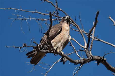 February Beginner Bird Walk — Whittier Area Audubon Society